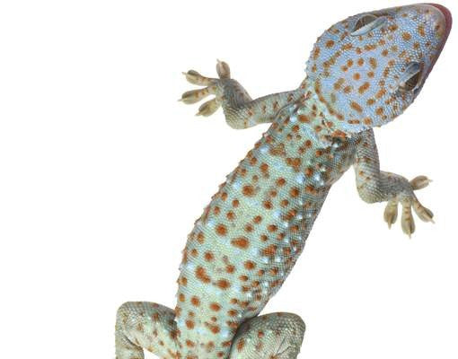 Brievenbus Gekko's