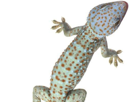 Brievenbus Gekko's